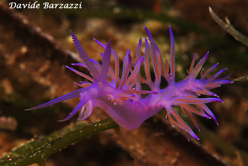 Flabellina - Nudibranch