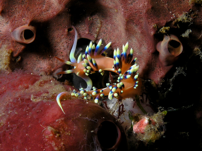 Flabellina - Nudibranch