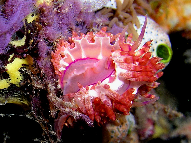 Flabellina Romance