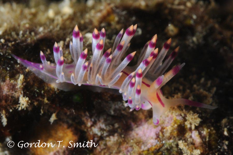 Flabellina rubrolineata