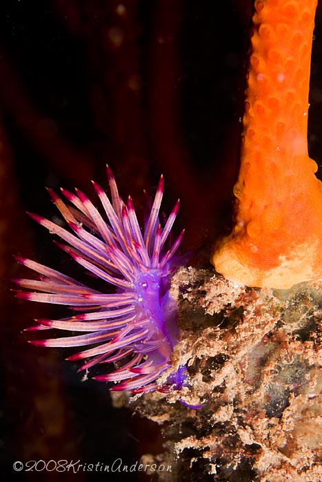 Flabellina rubrolineata