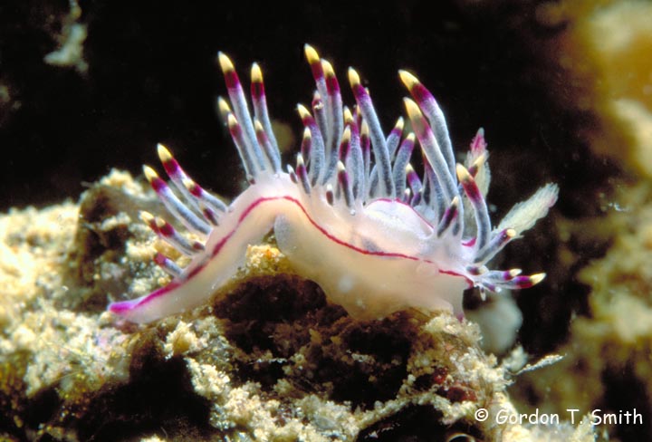 Flabellina Sp