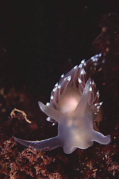 Flabellina verrucosa - Eastport, Maine