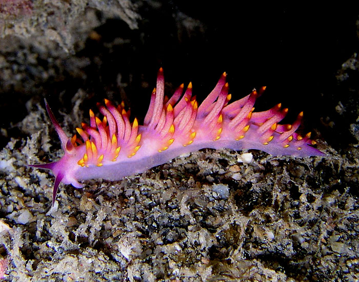 Flabellina