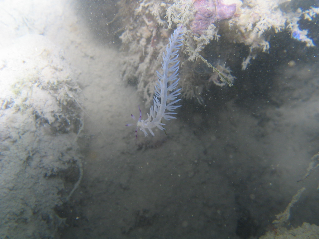 Flabellina