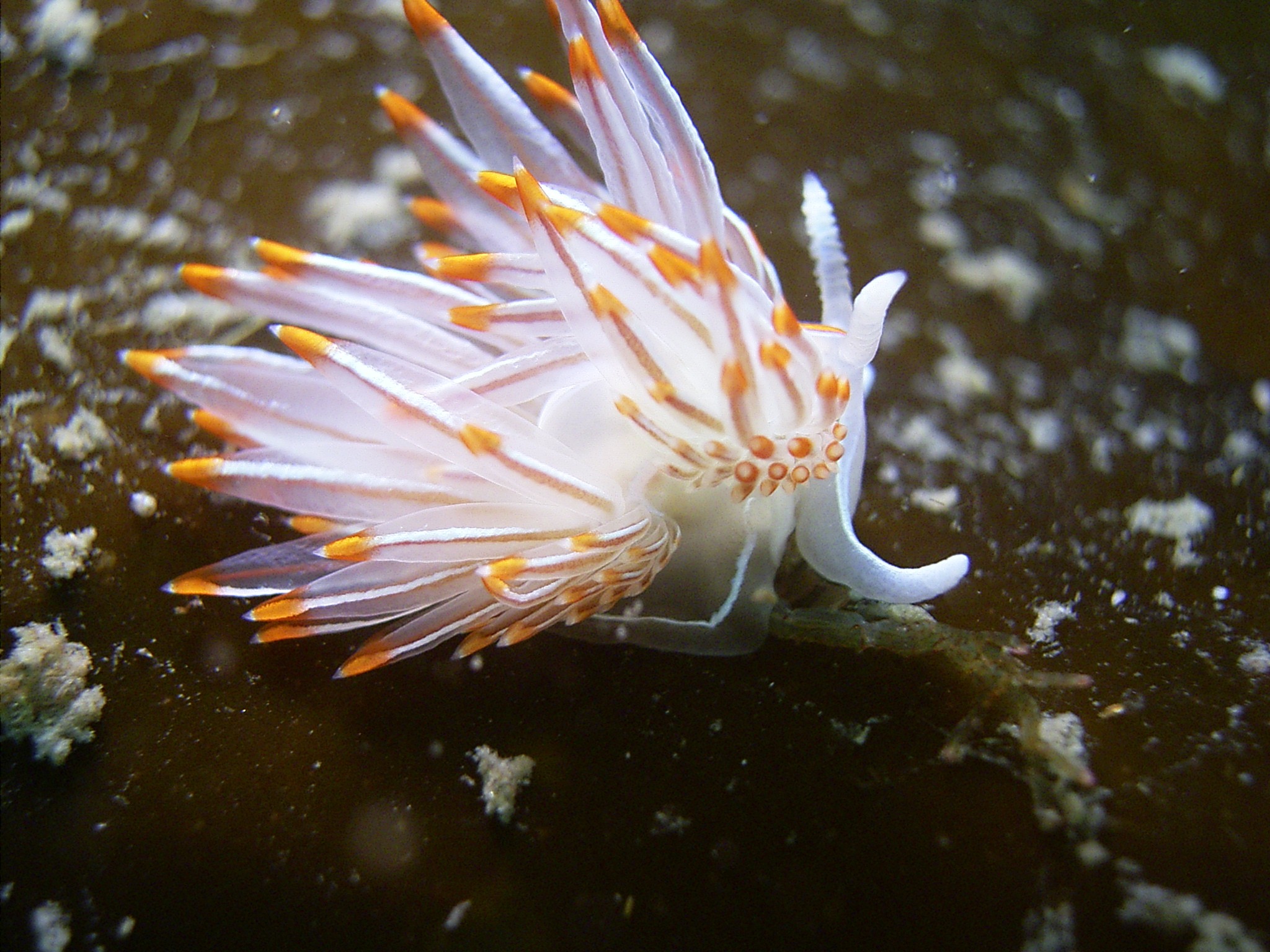 Flabellina