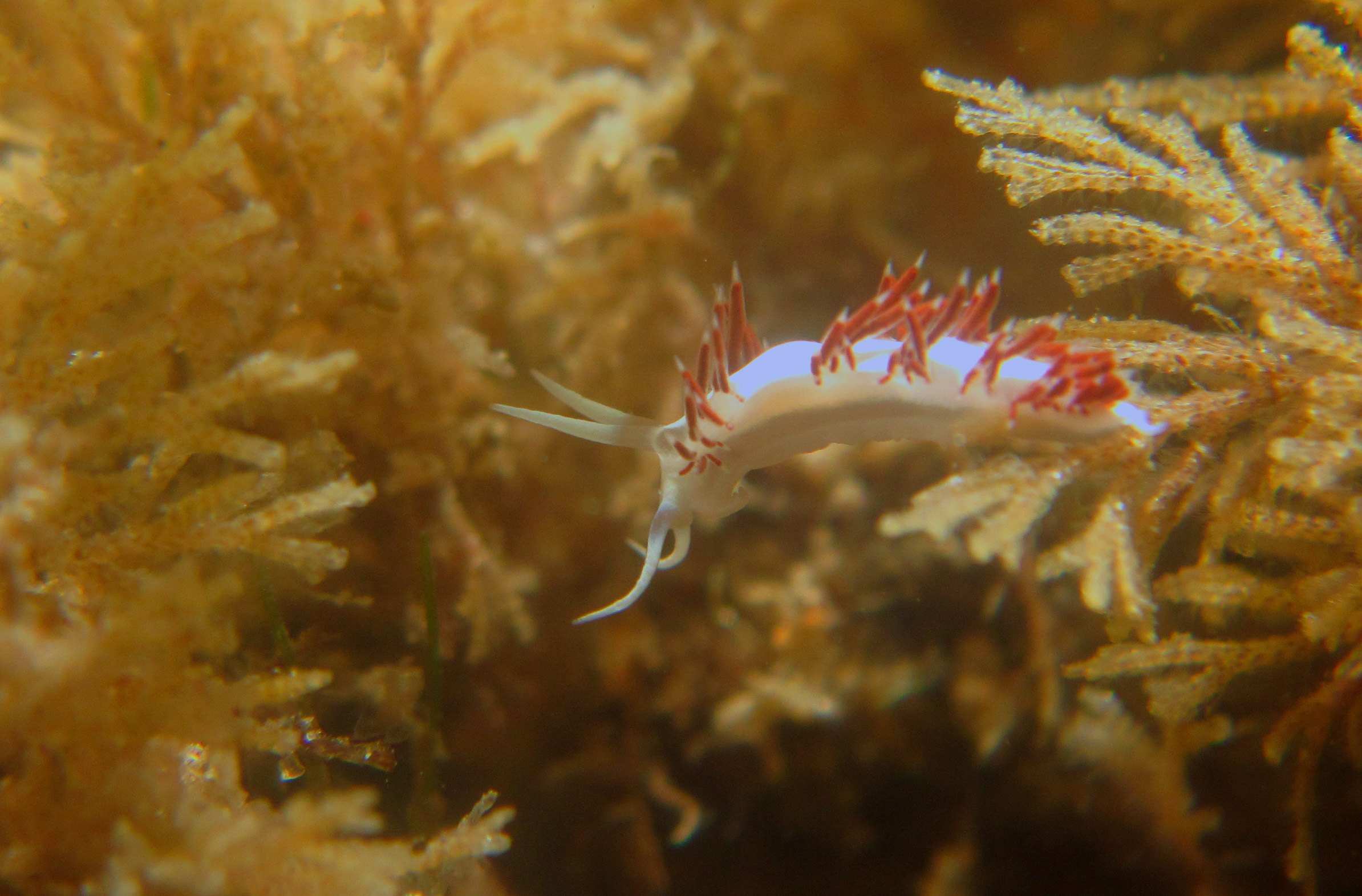 flabellina1