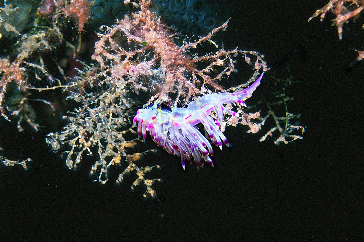 Flabellina_rubrolineata_S1_