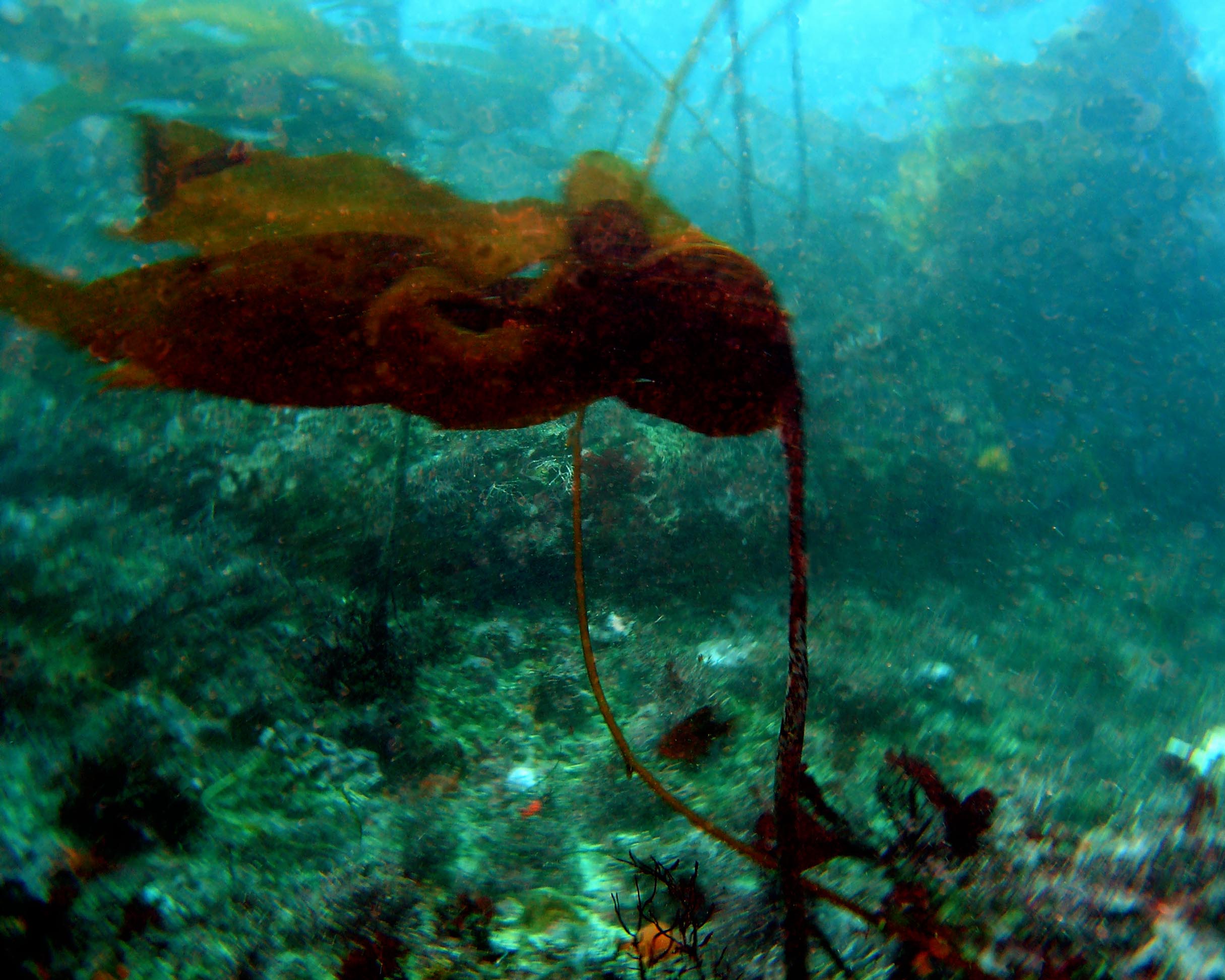 Flagging Bull Kelp