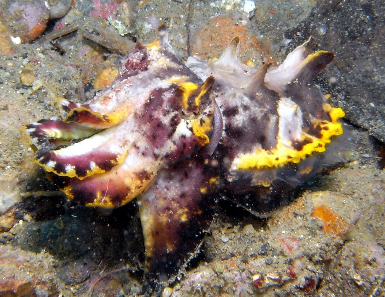 Flamboyan