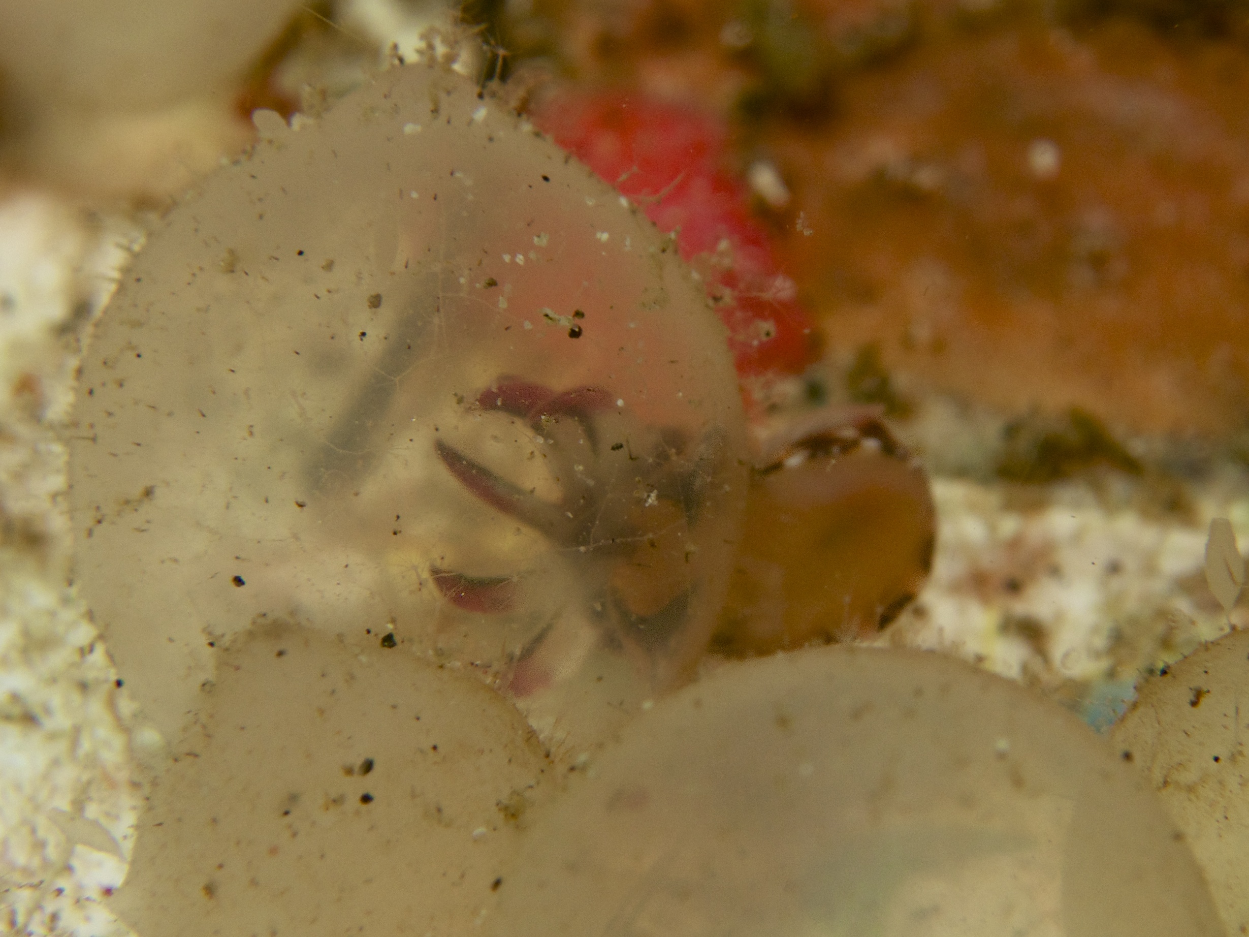 flamboyant cuttlefish hatching