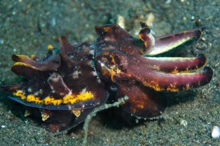 Flamboyant Cuttlefish