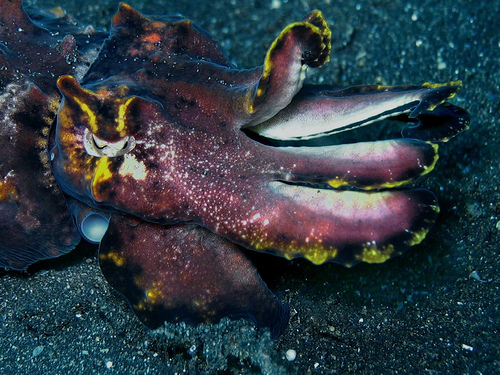 Flamboyant cuttlefish