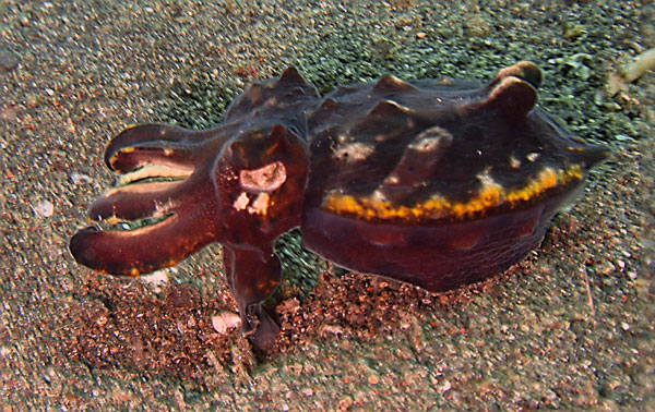 Flamboyant Cuttlefish