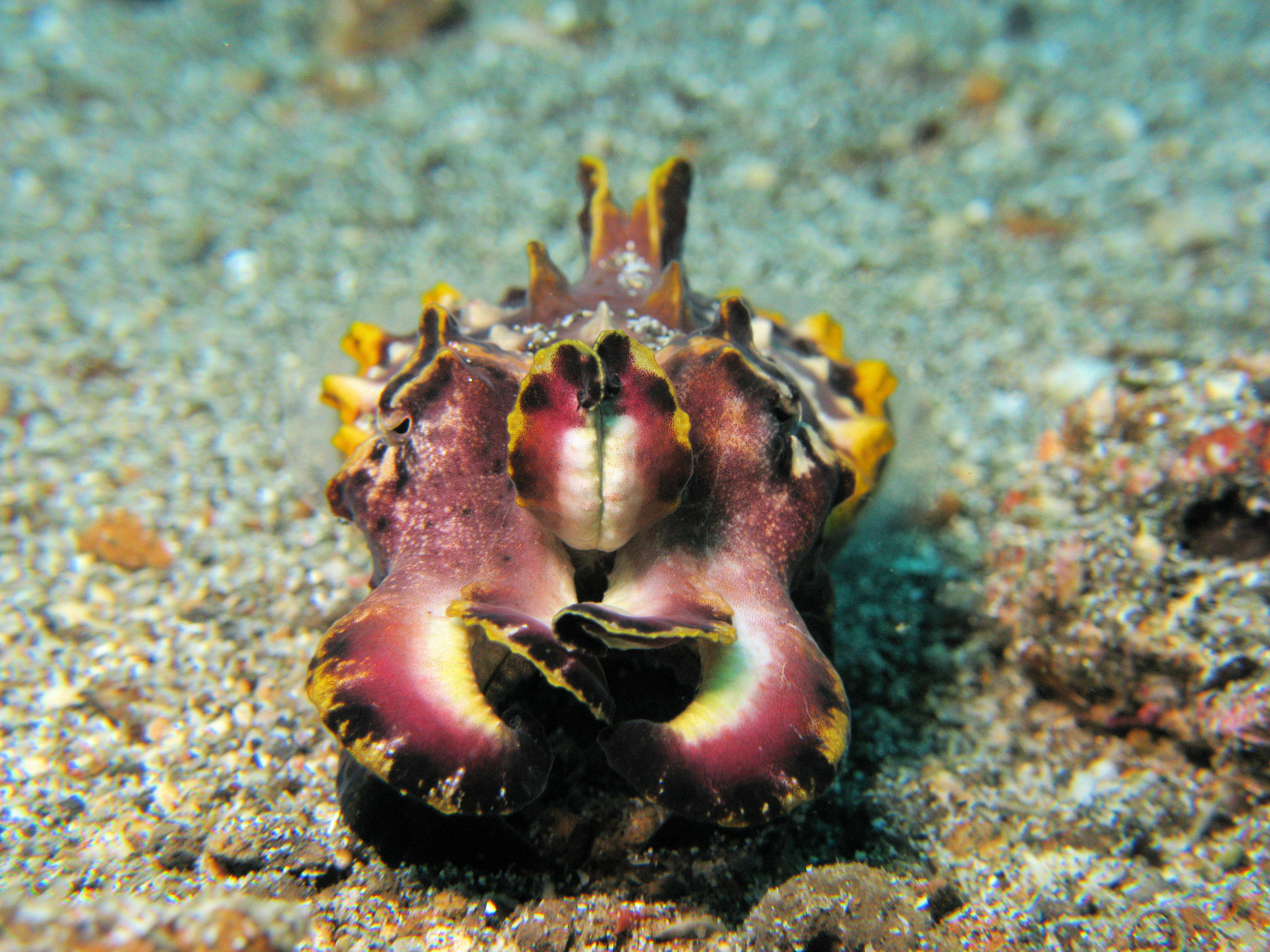 Flamboyant Cuttlefish