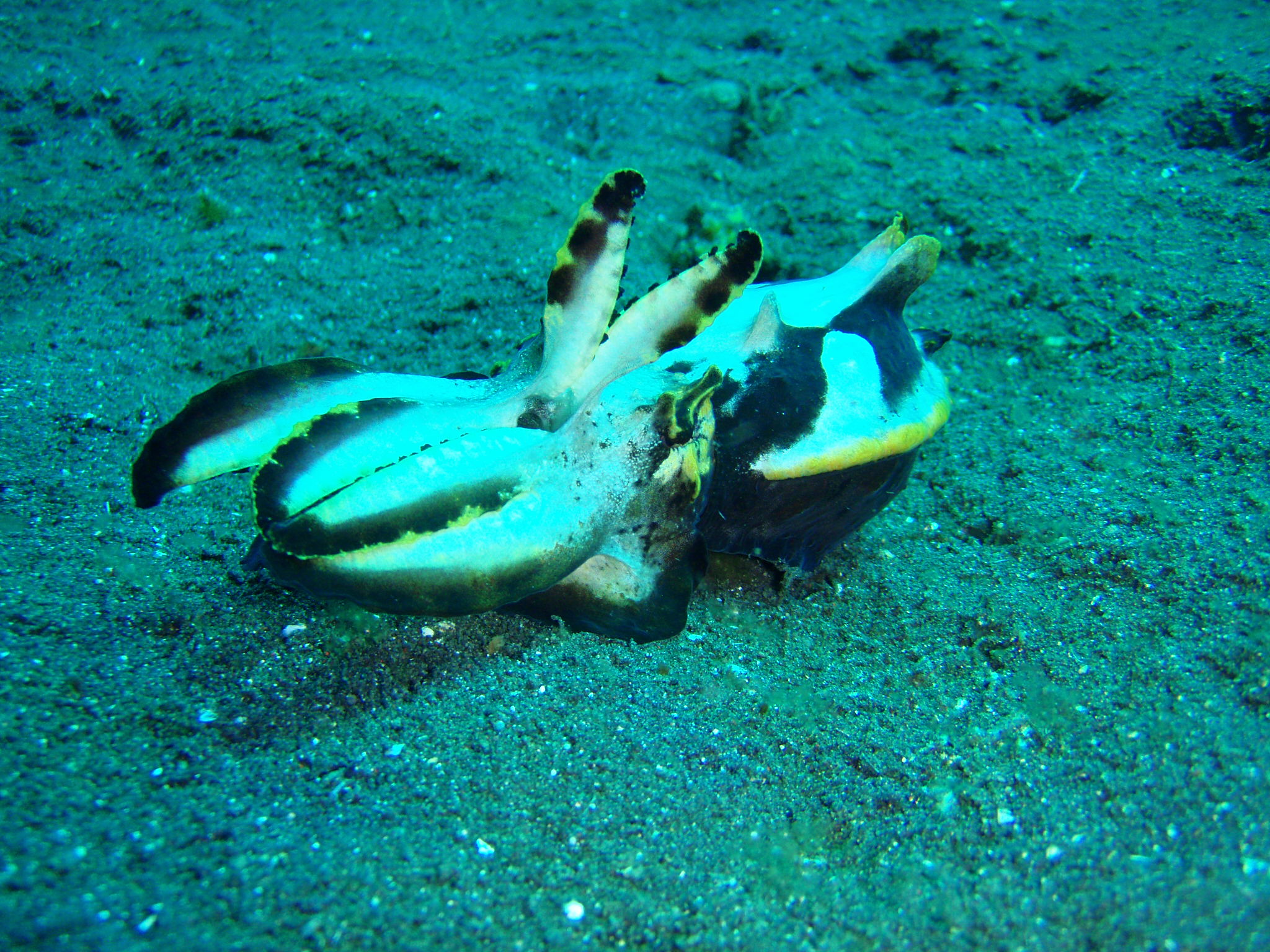 Flamboyant Cuttlefish