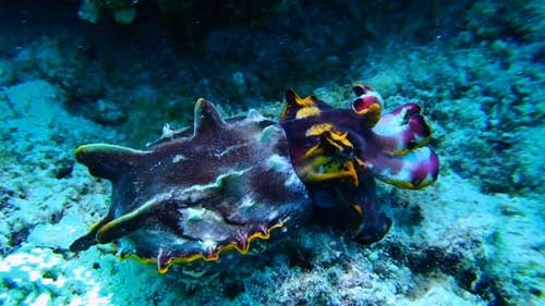 Flamboyant cuttlefish