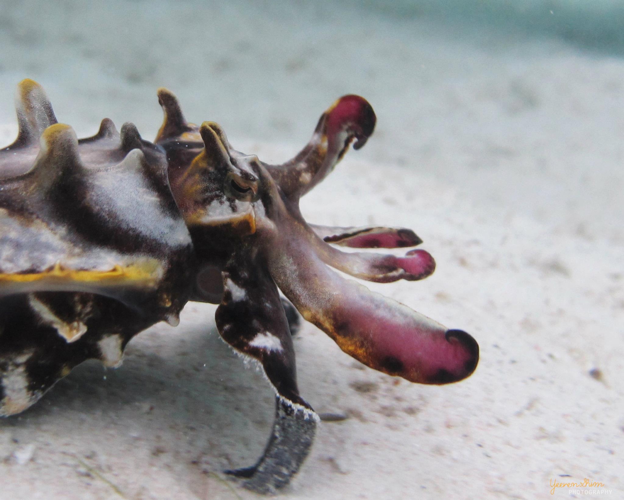 Flamboyant Cuttlefish