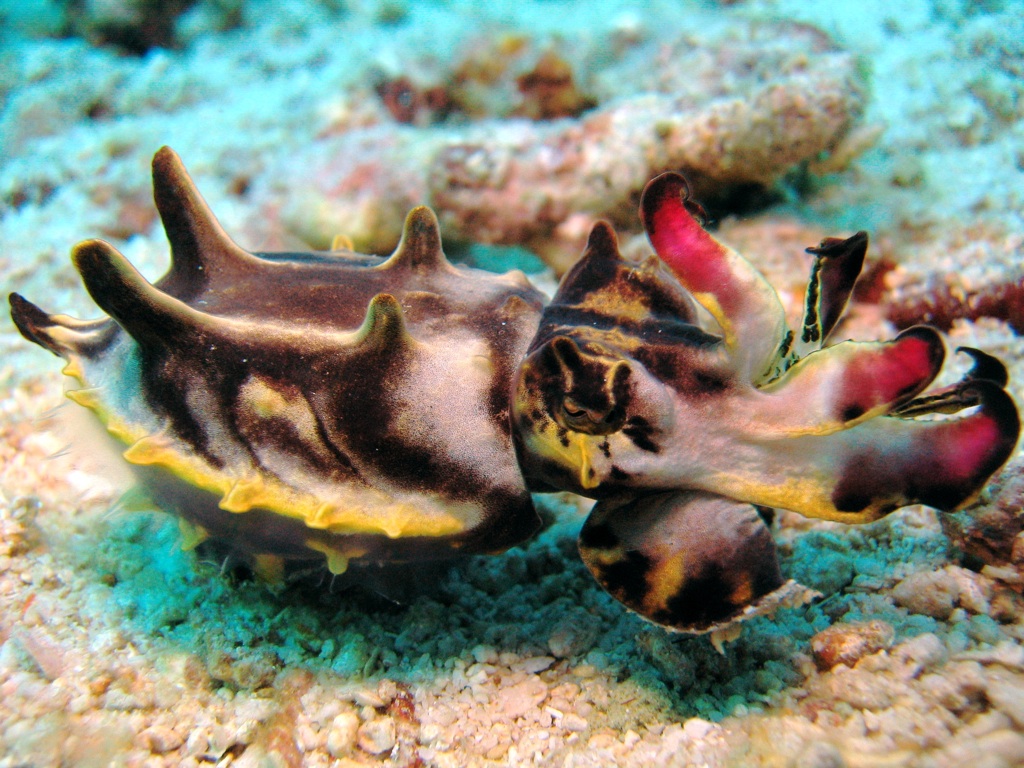 Flamboyant_cuttlefish