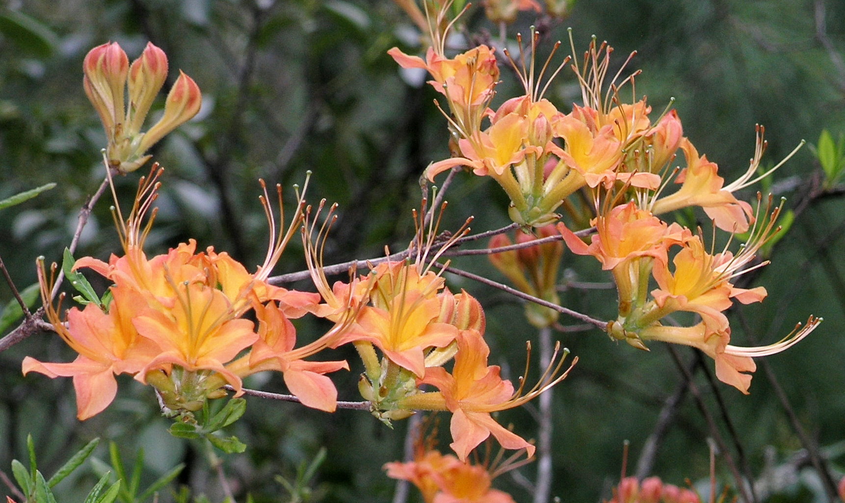 Flame Azalea