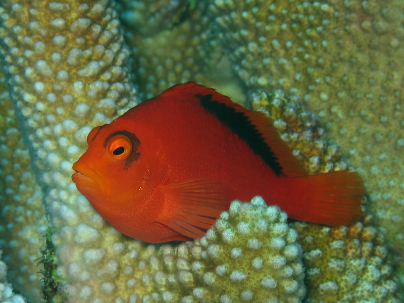 Flame Hawkfish