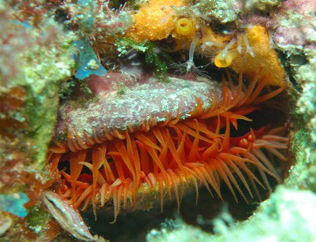 Flame Scallop