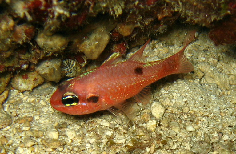 Flamefish