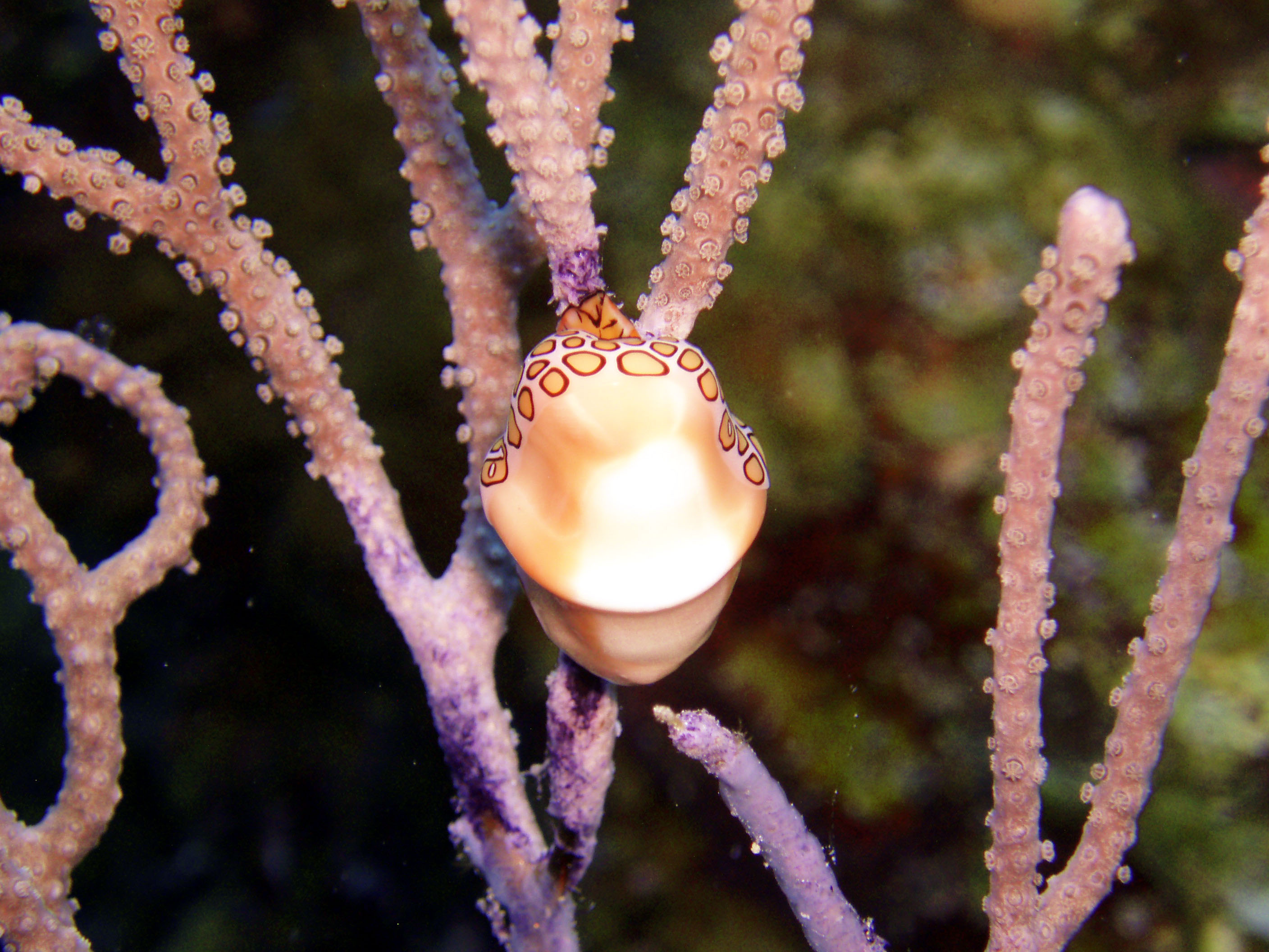 Flamingo tongue 2 - Cozumel