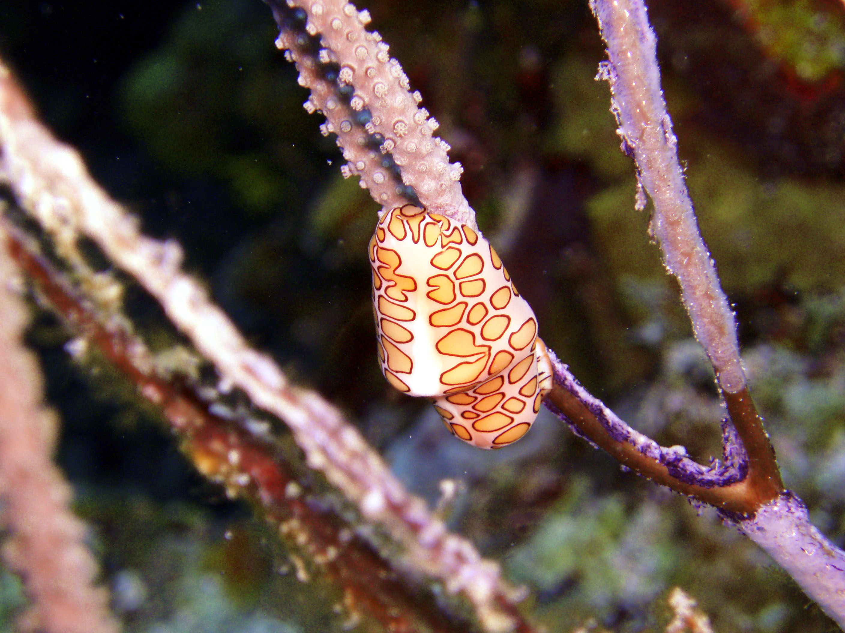 Flamingo Tongue - Cozumel