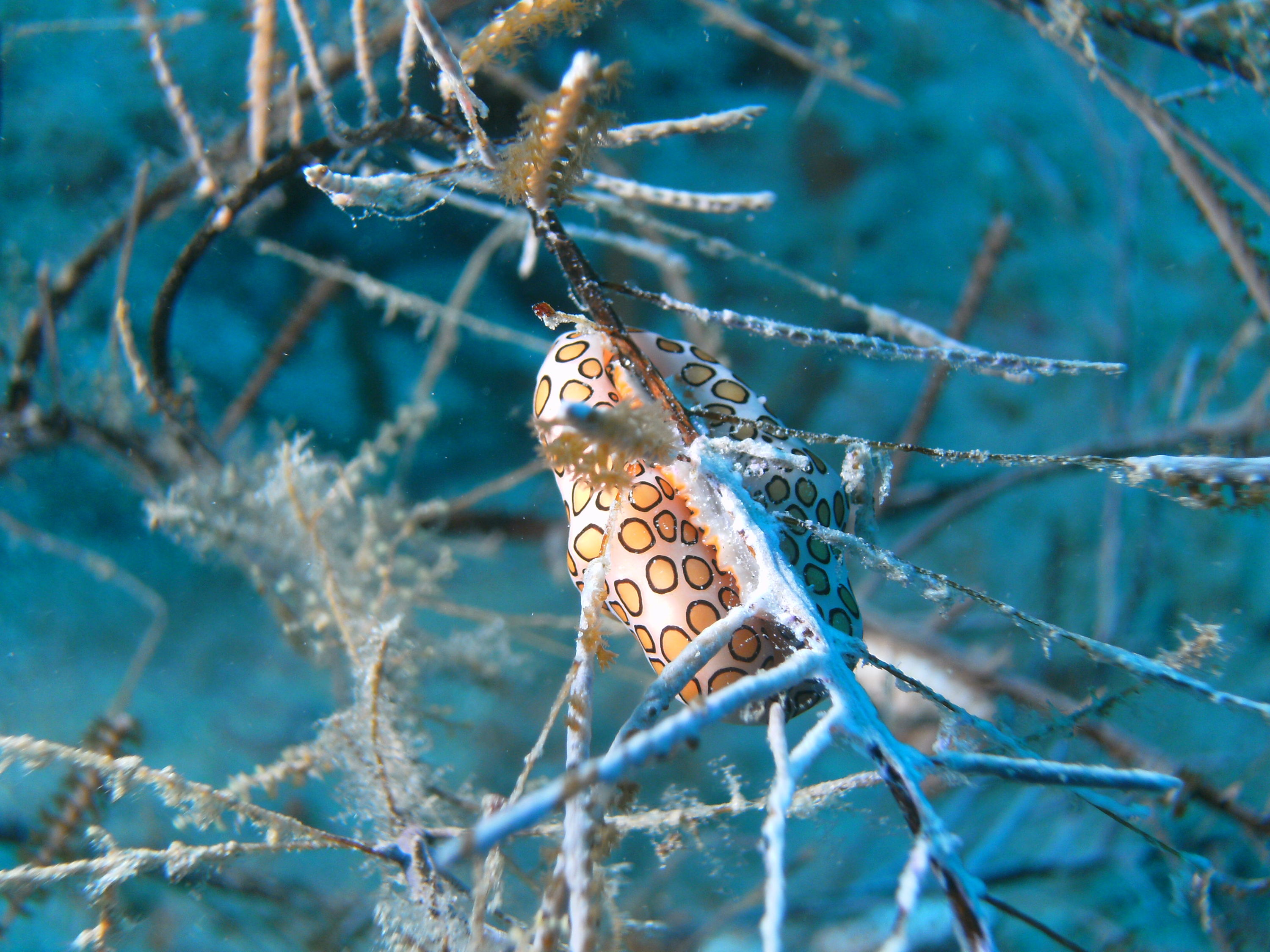flamingo tongue jupiter dive center