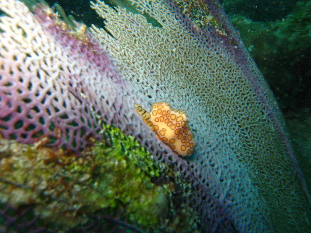 Flamingo Tongue on Sea Fan