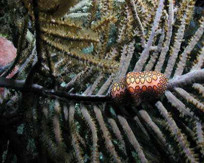 Flamingo Tongue - Roatan