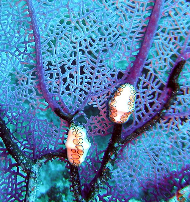 Flamingo tongue snail and sea fan