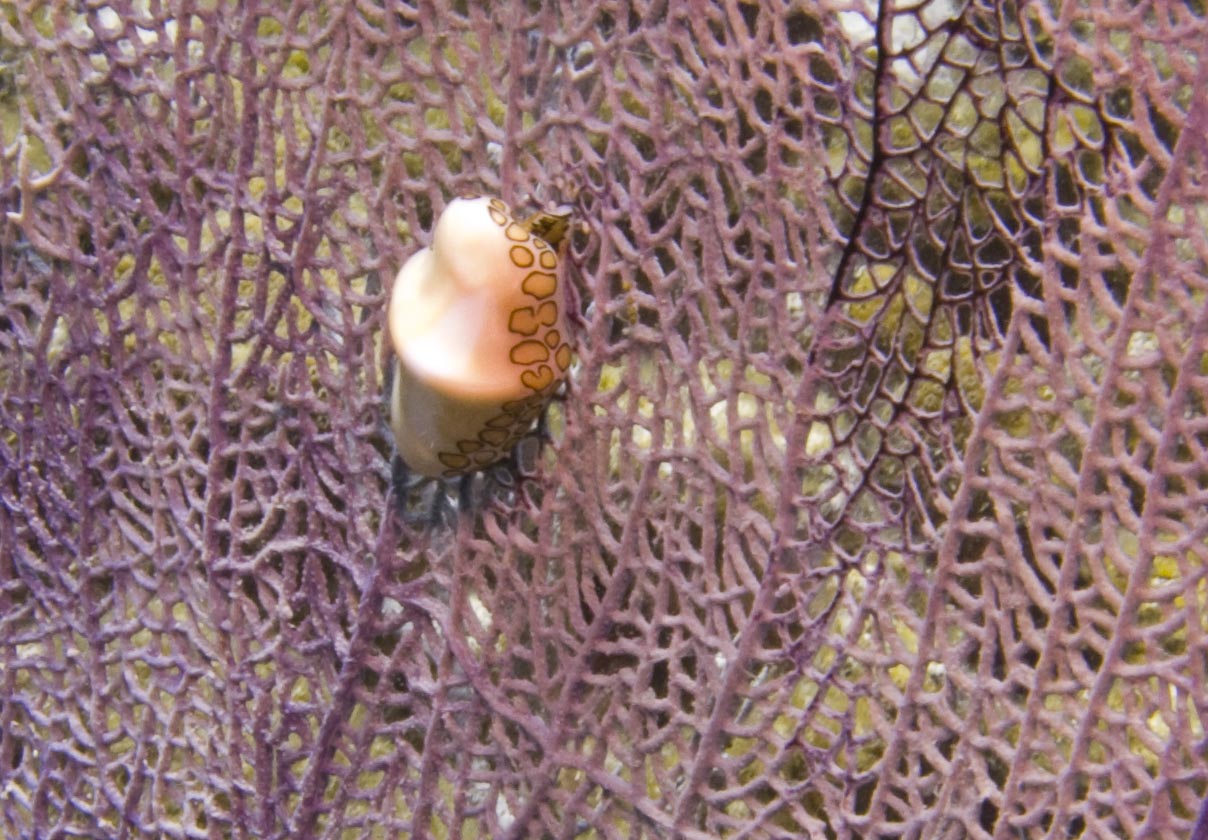 Flamingo Tongue Snail