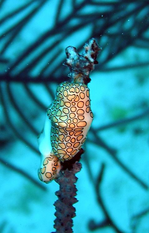 Flamingo tongue snail