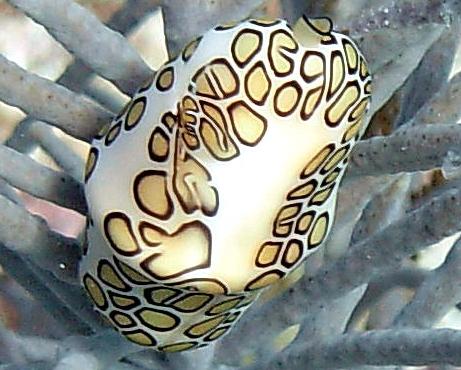 Flamingo Tongue Zoom