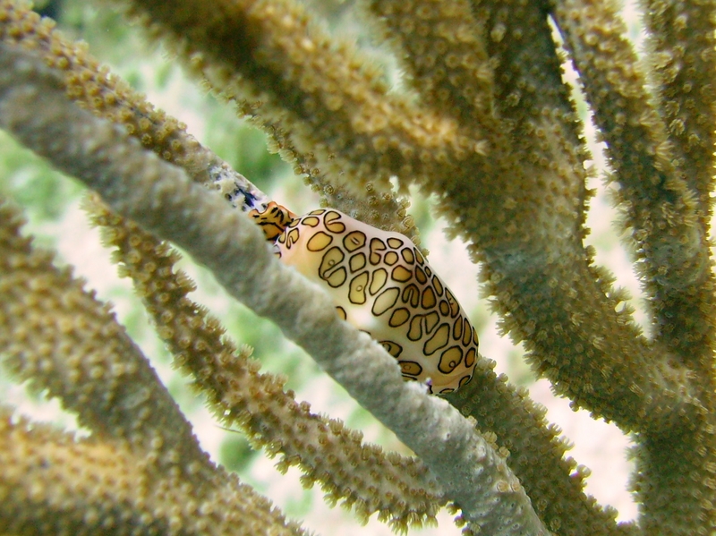 Flamingo Tongue