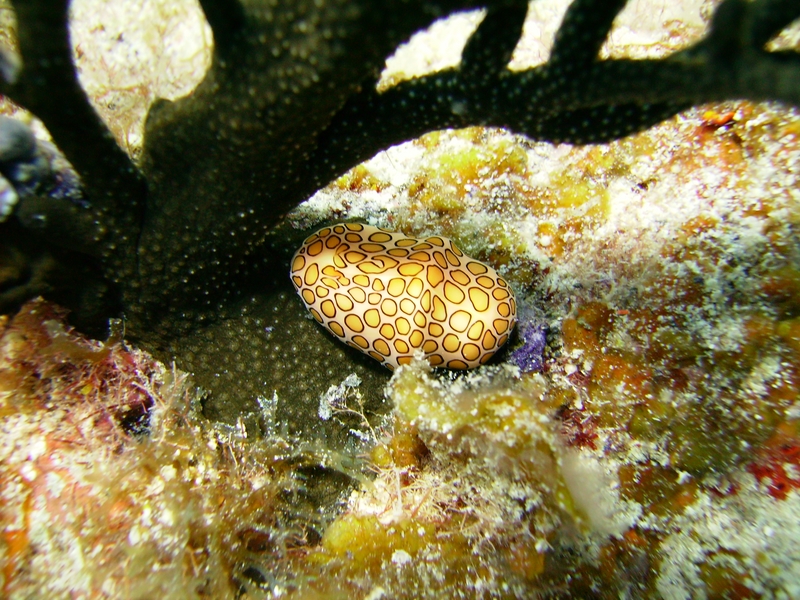 Flamingo Tongue