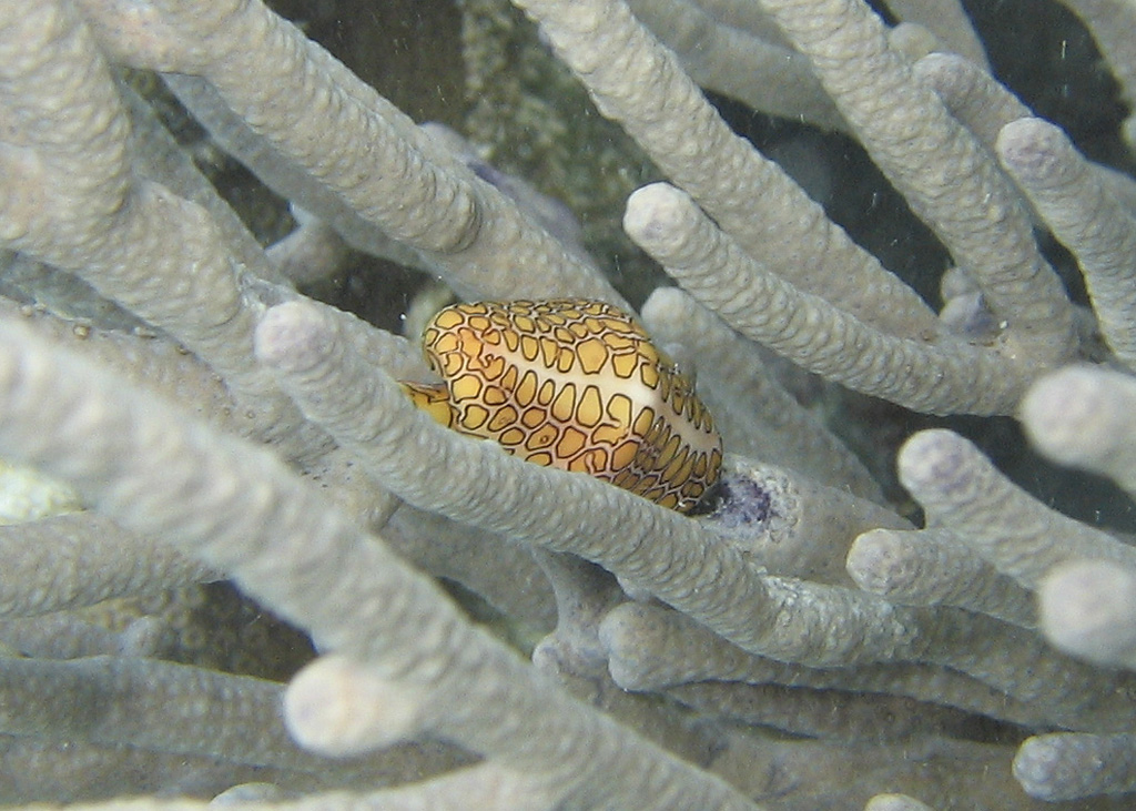 Flamingo Tongue