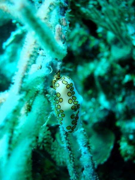 flamingo tongue