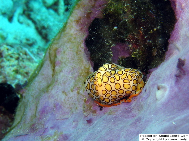 Flamingo Tongue