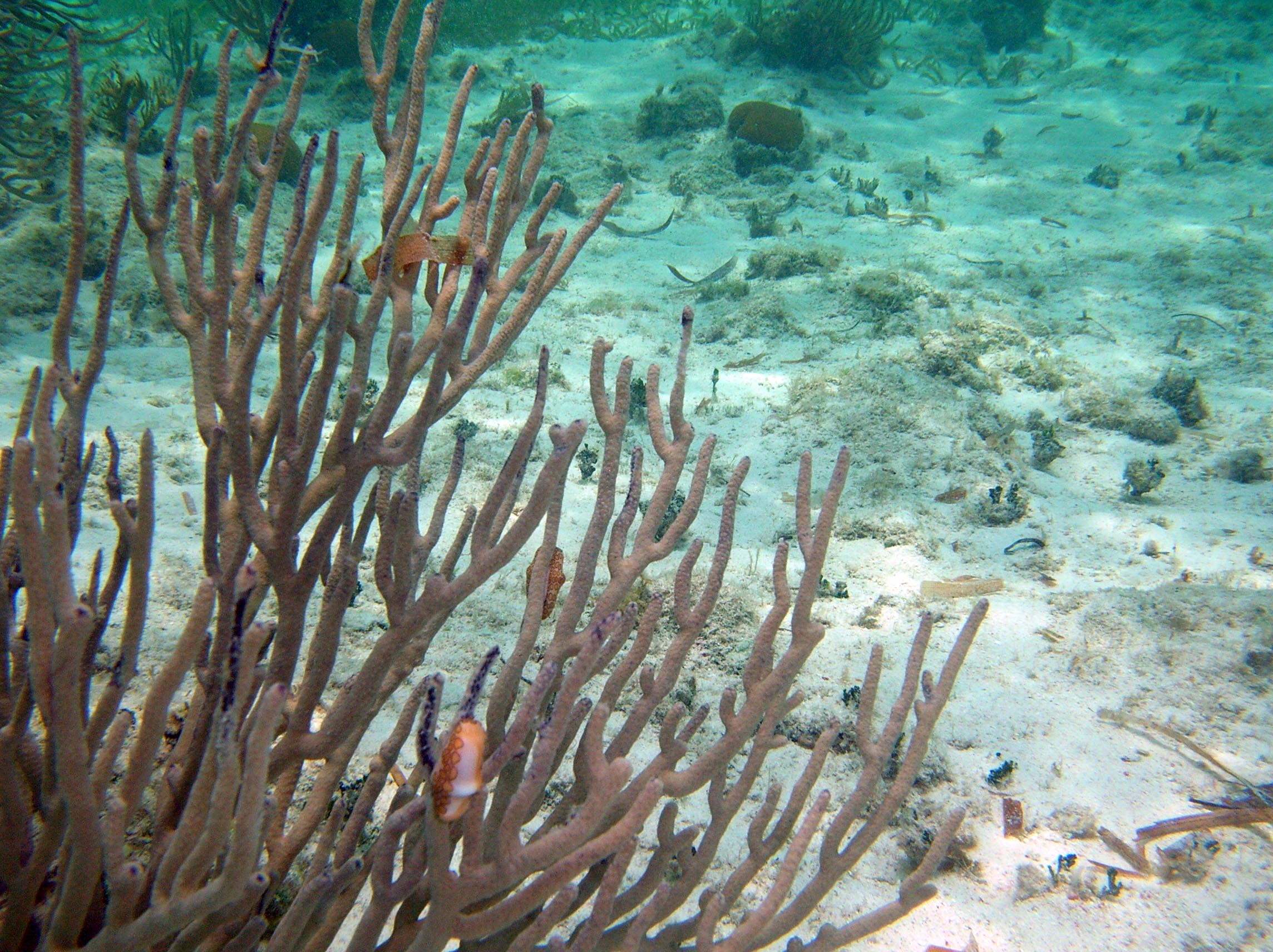 Flamingo Tongue