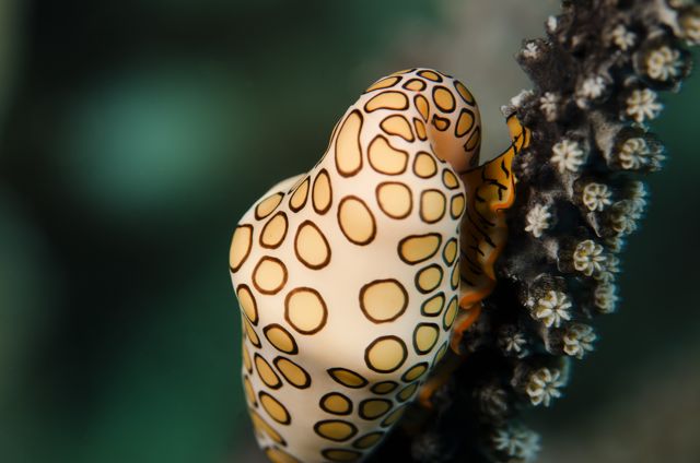 Flamingo Tongue