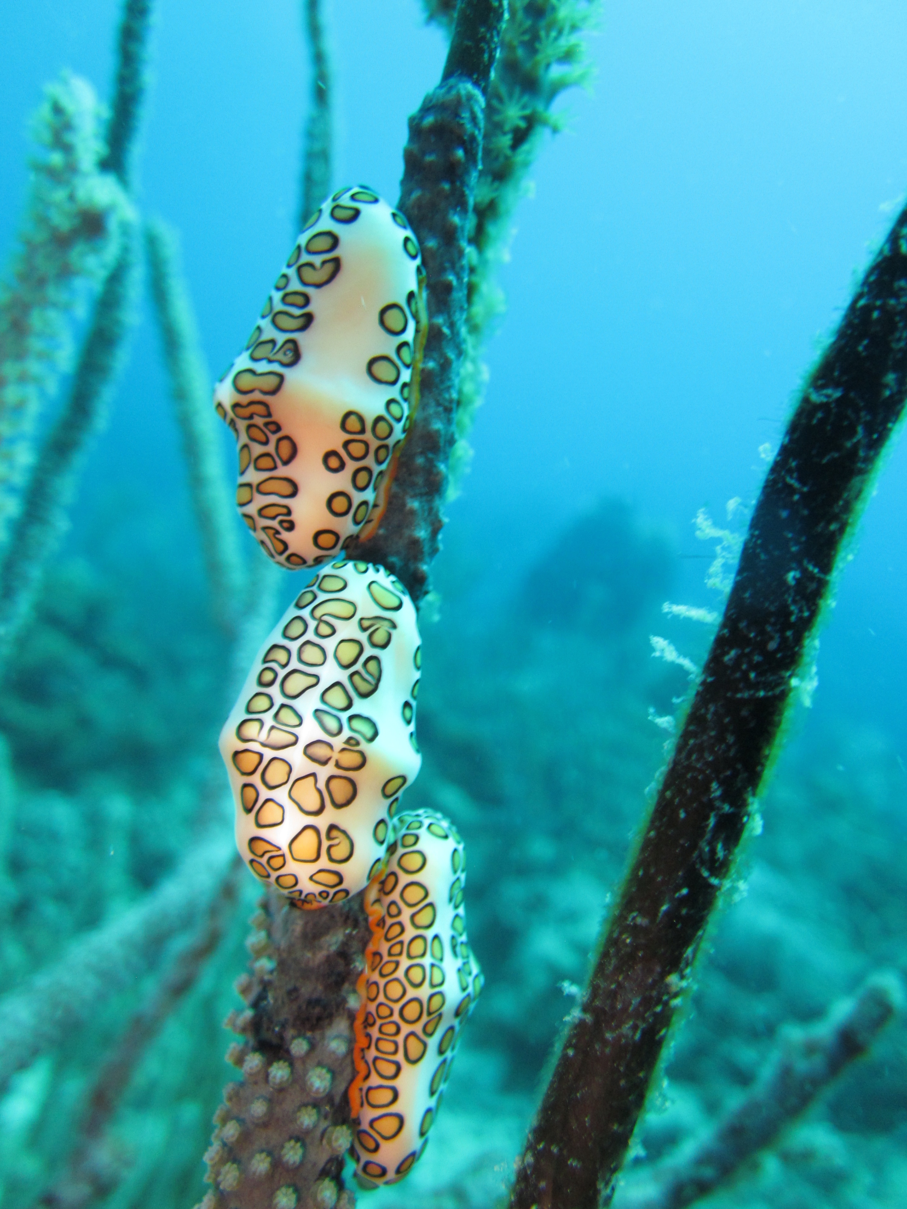 Flamingo Tongue