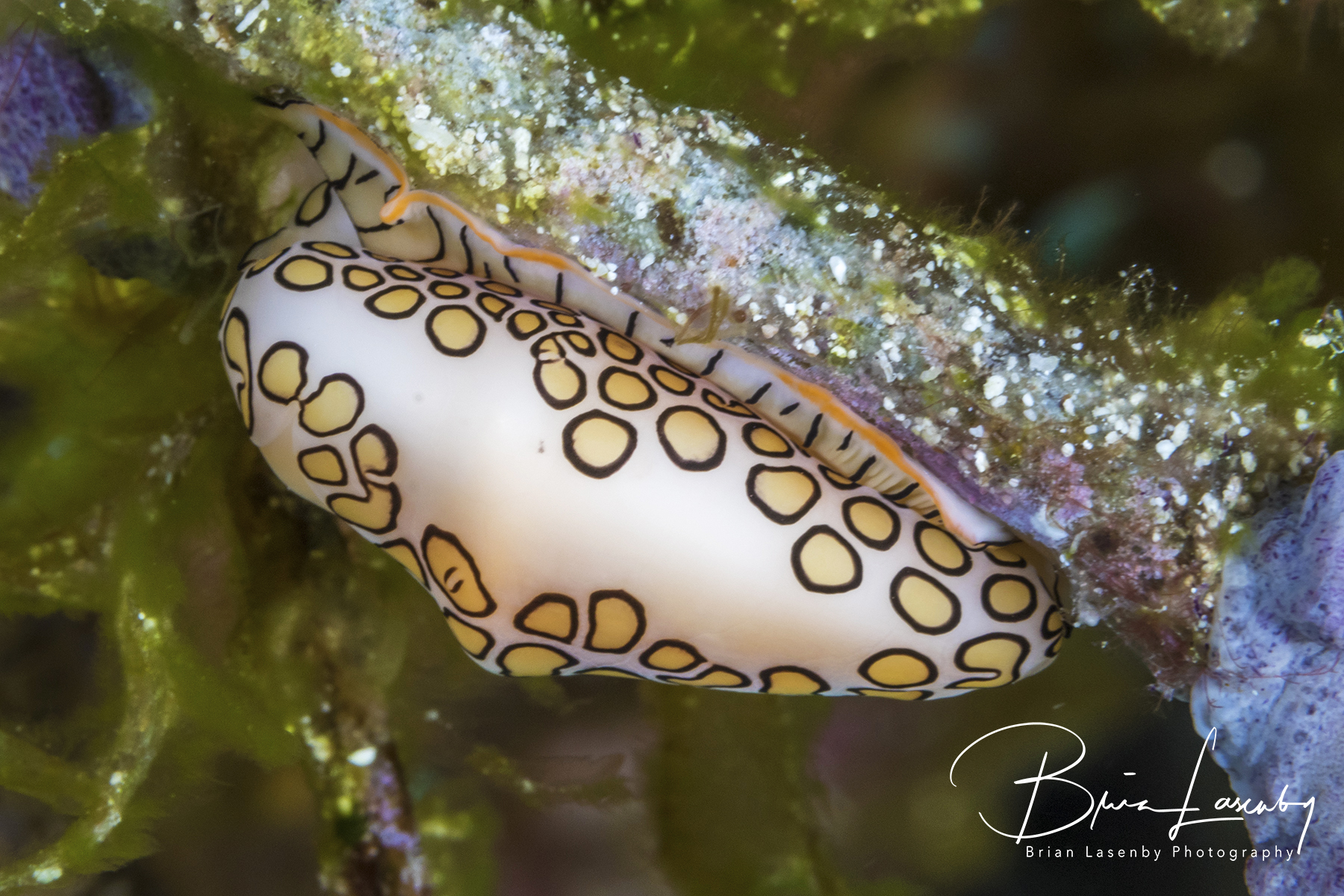 Flamingo Tongue