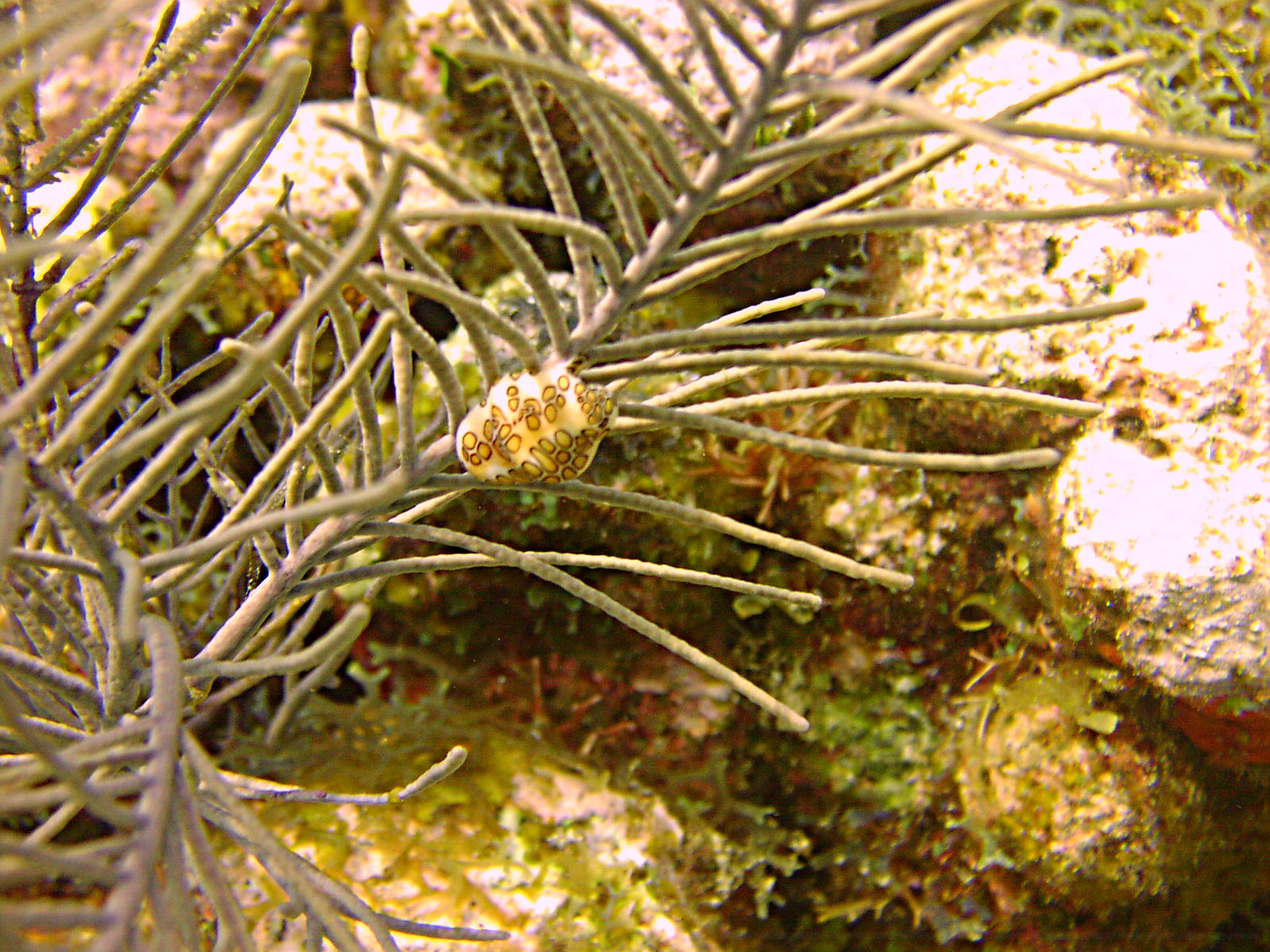 Flamingo Tongue