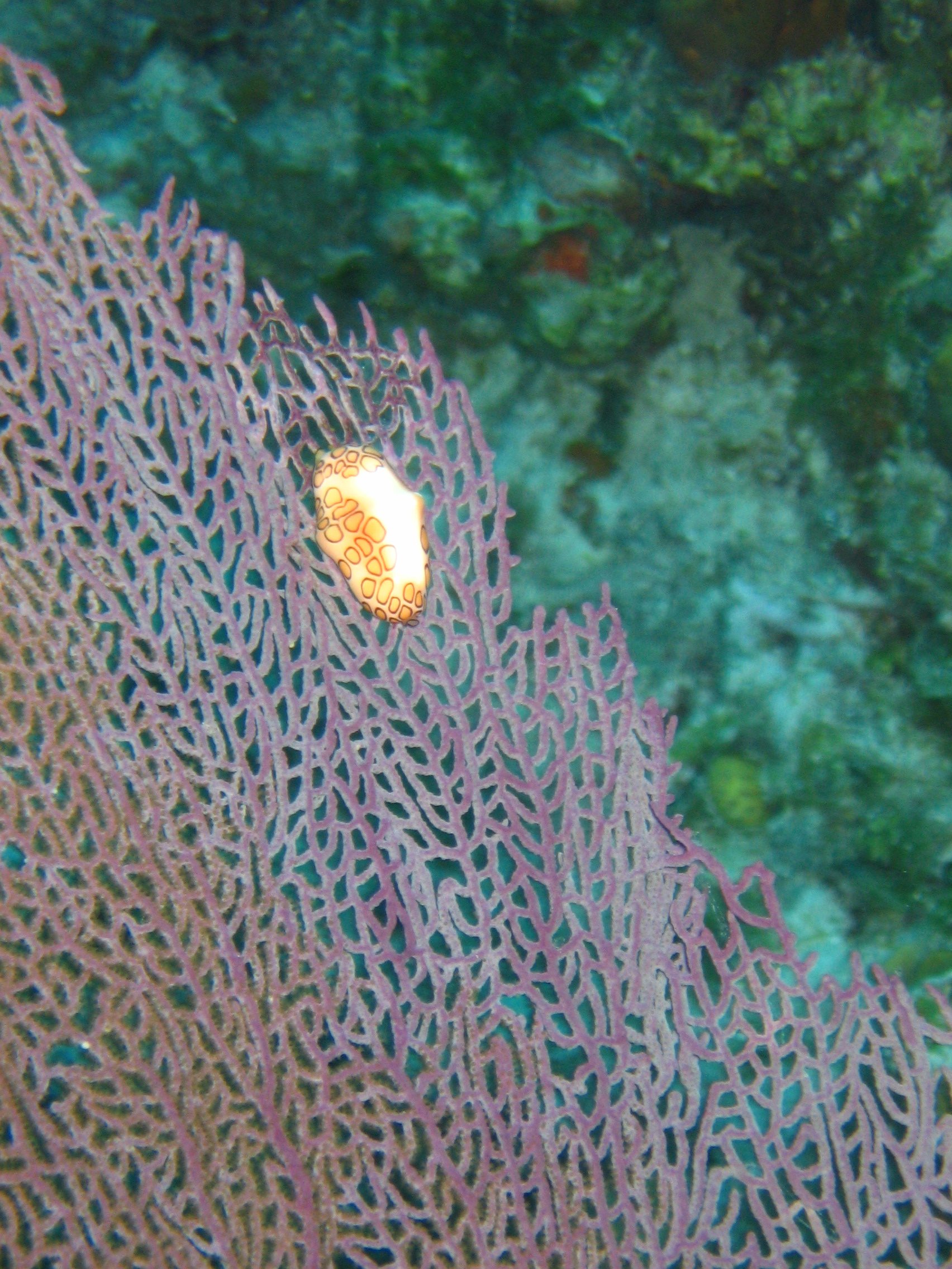 Flamingo Tongue