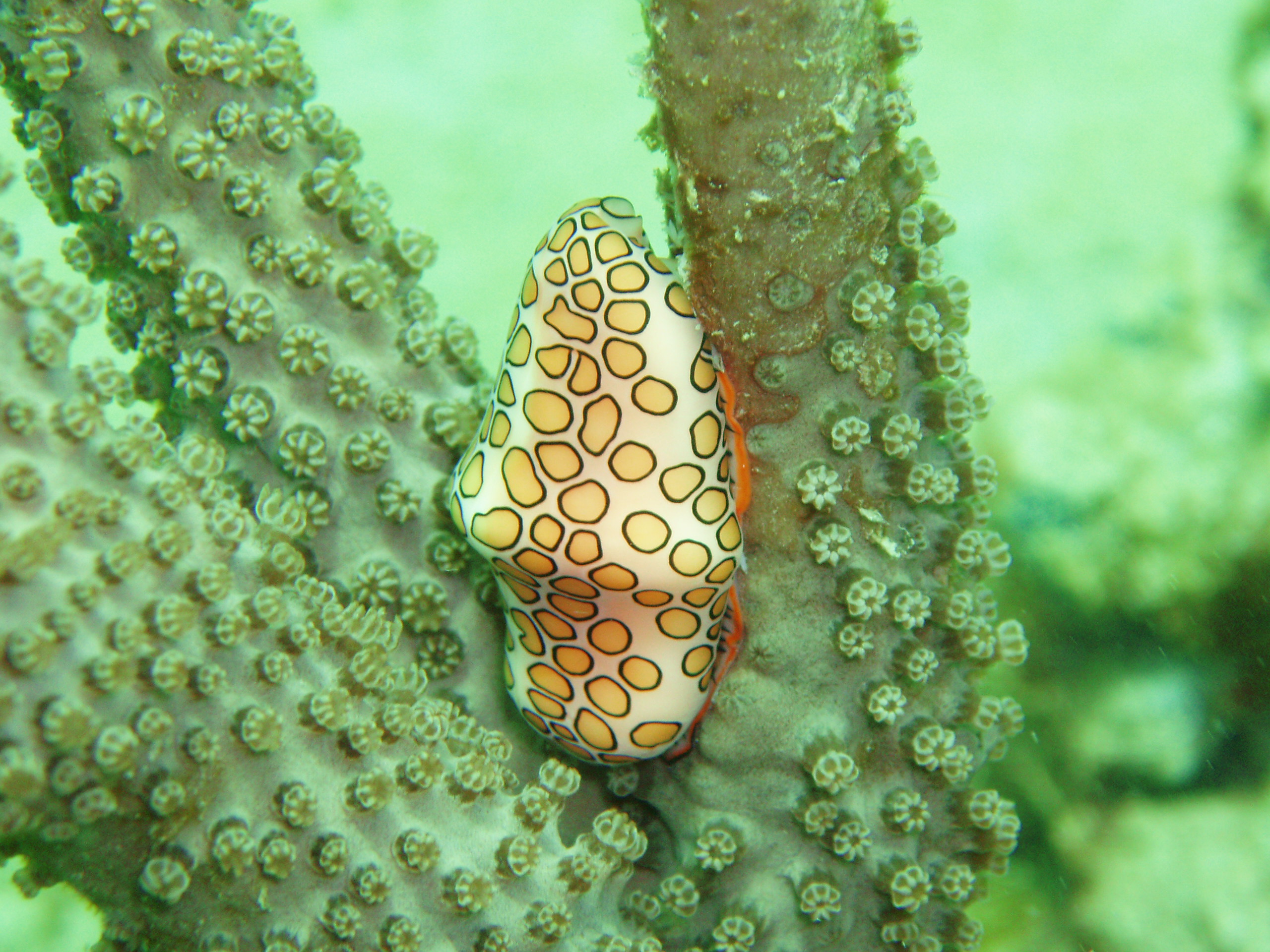 Flamingo Tongue