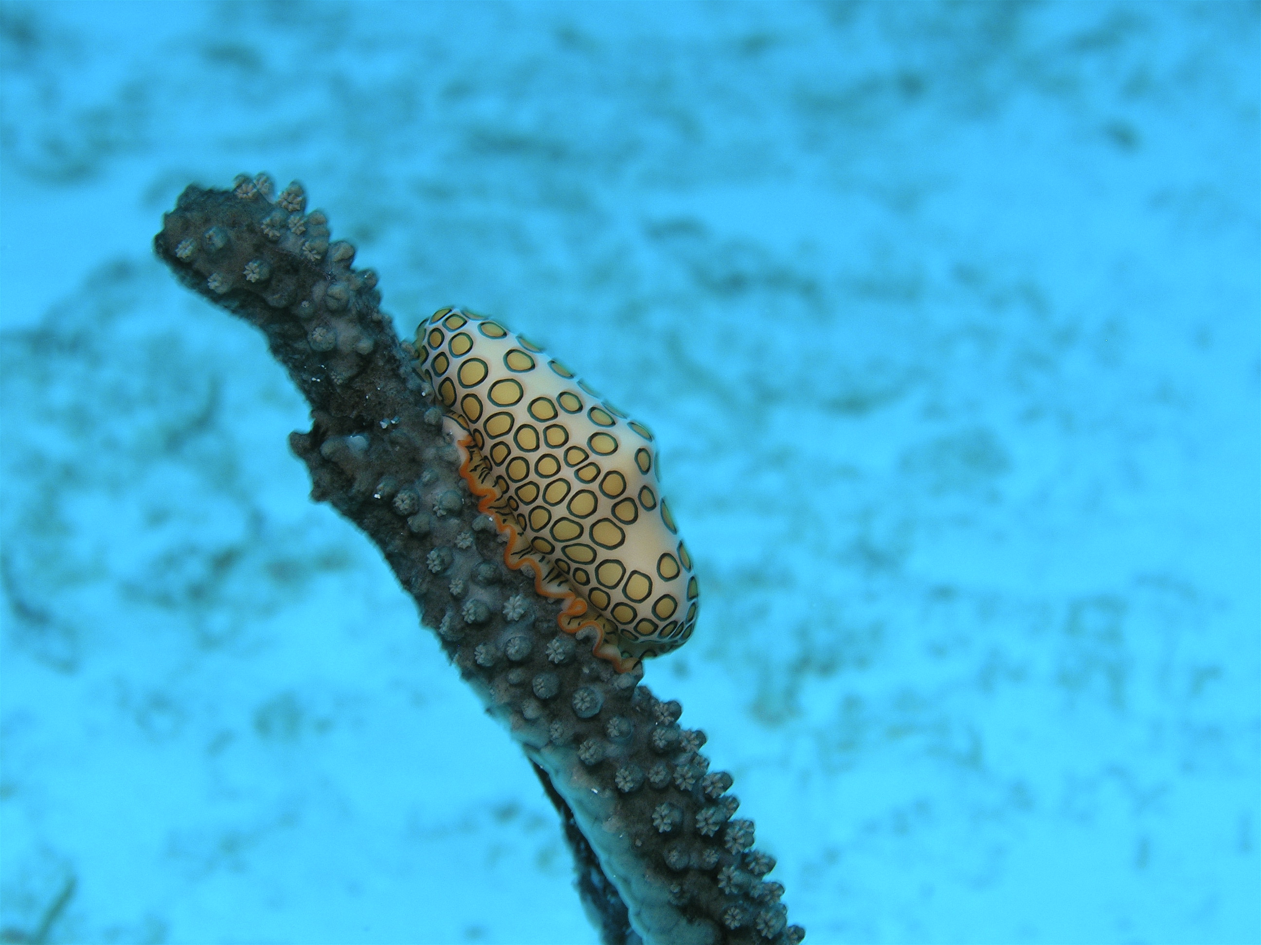 Flamingo Tongue