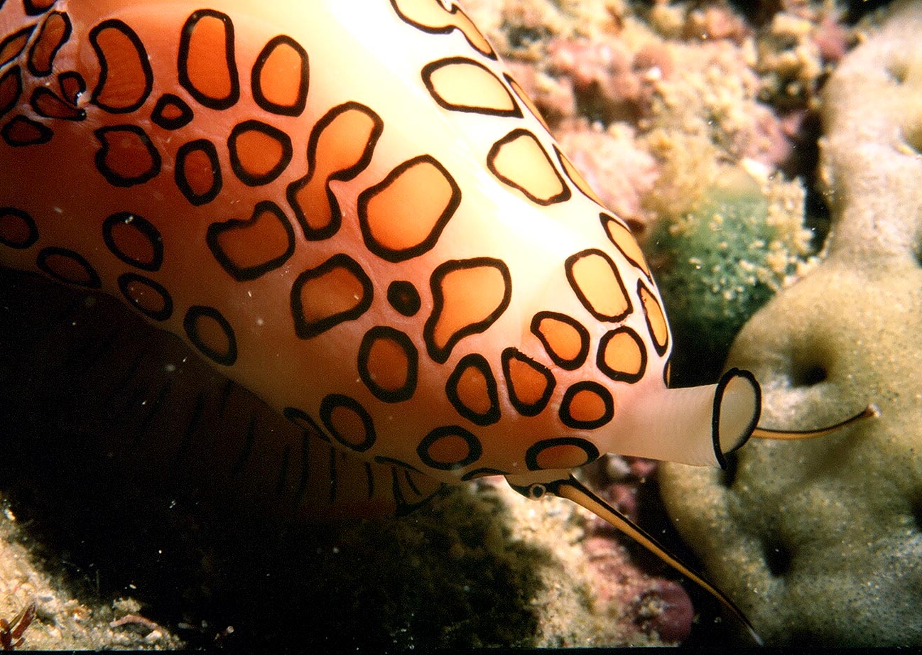 Flamingo tongue